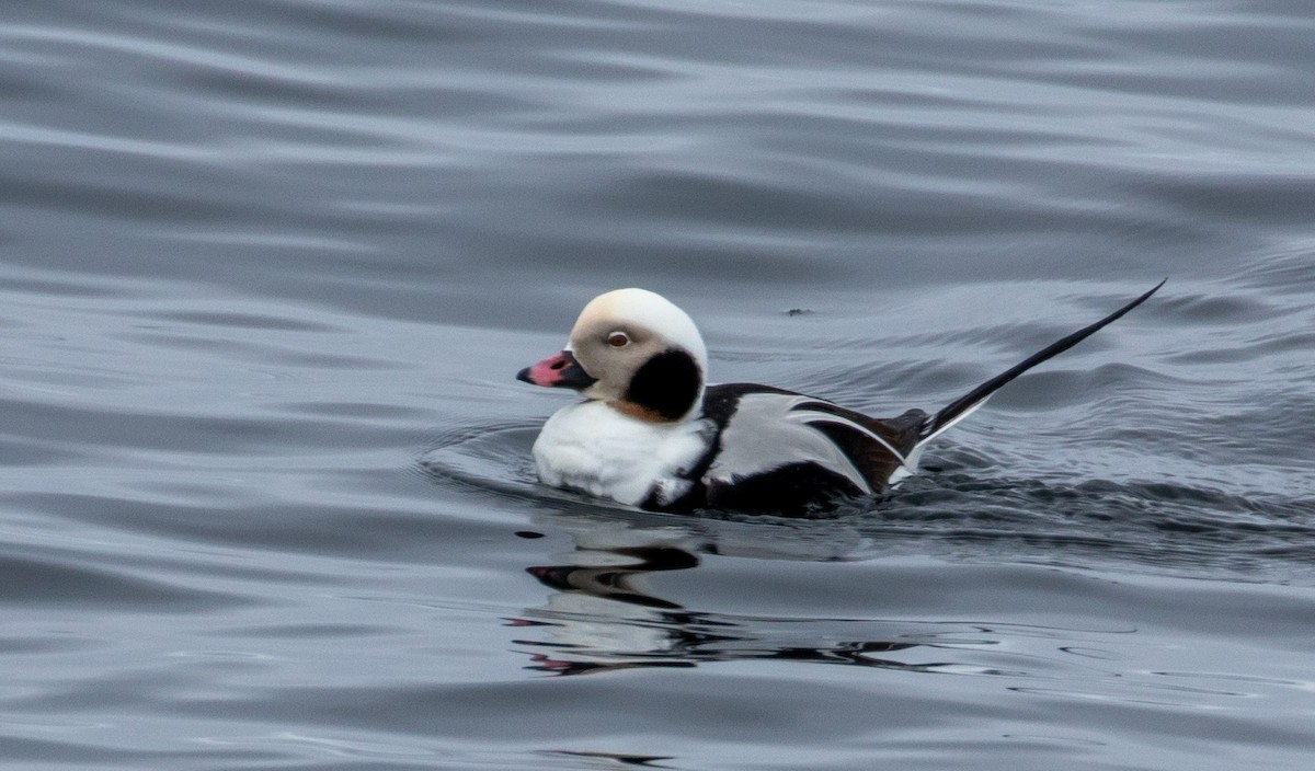 Long-tailed Duck - ML215395231