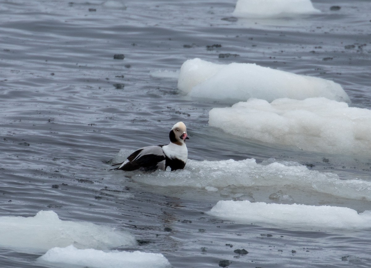 Long-tailed Duck - ML215395391