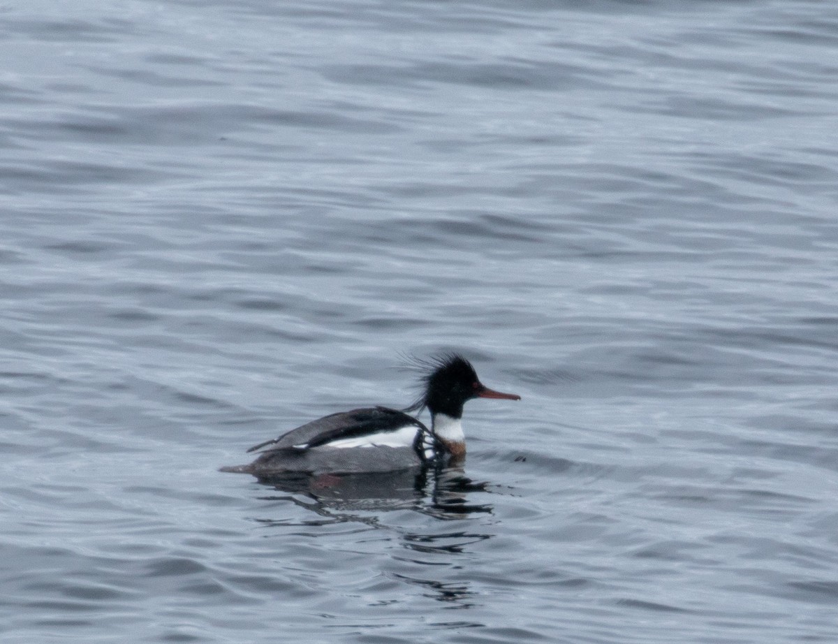 Red-breasted Merganser - ML215395421