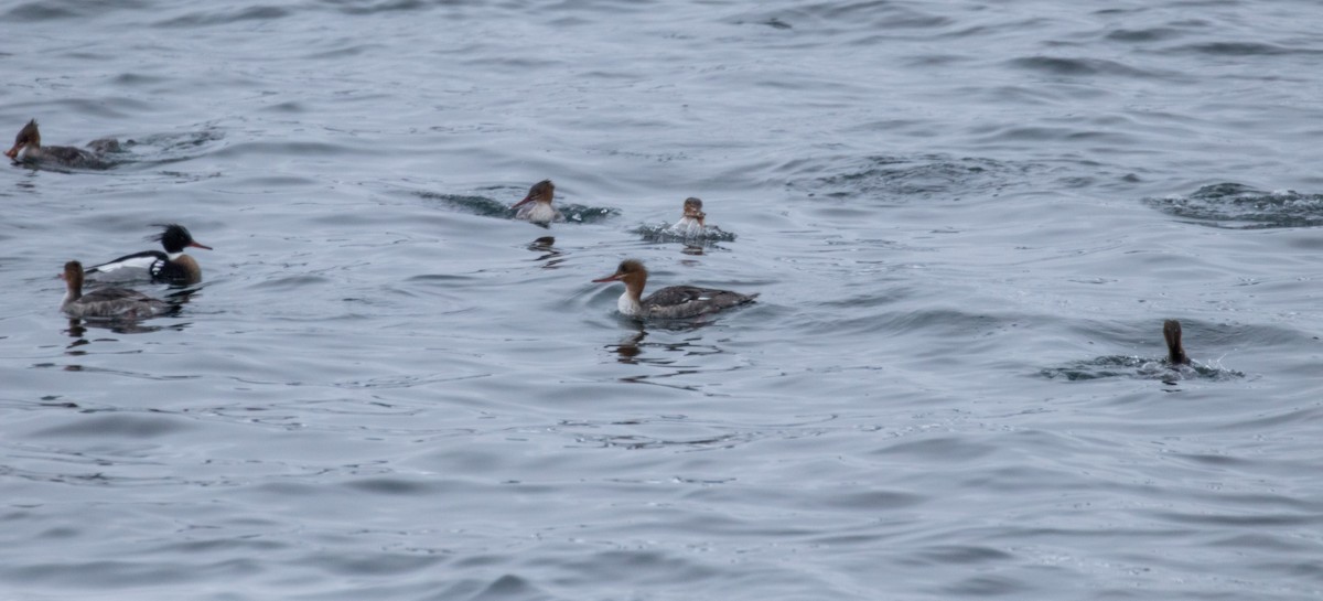 Red-breasted Merganser - ML215395441