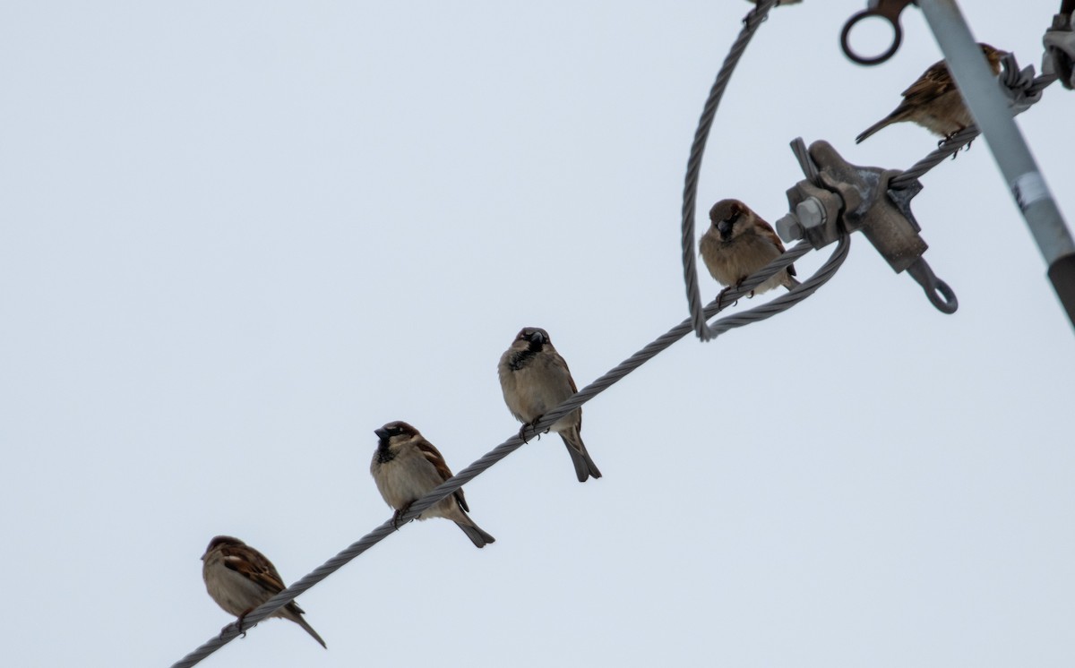 House Sparrow - ML215395491