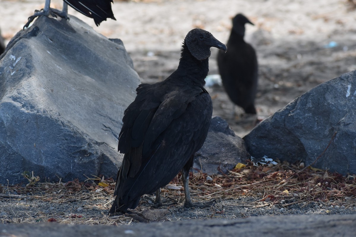 Black Vulture - ML215395831