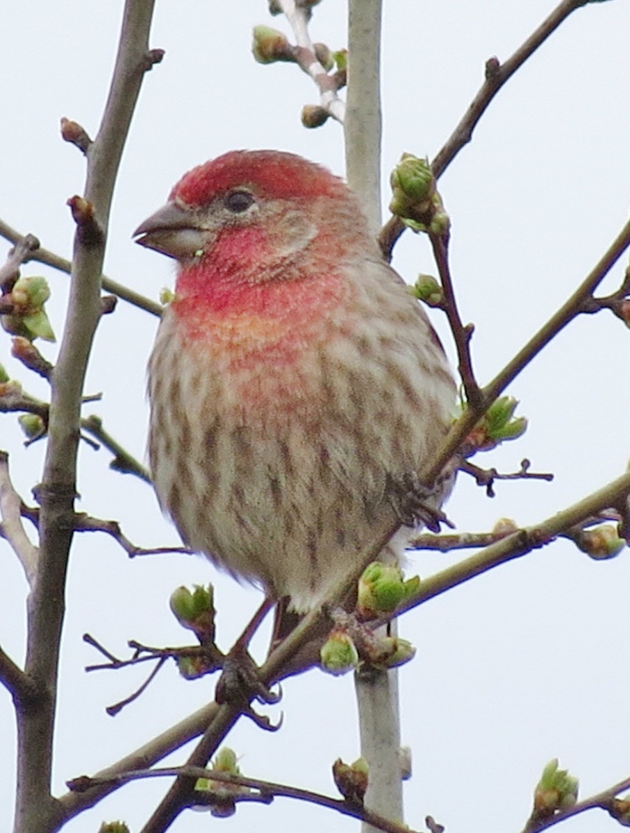 House Finch - ML215396211