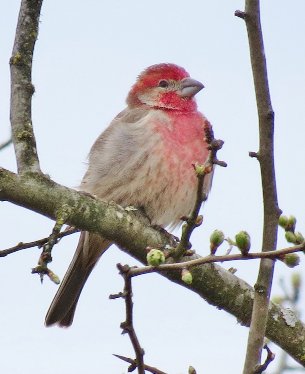 House Finch - ML215396221