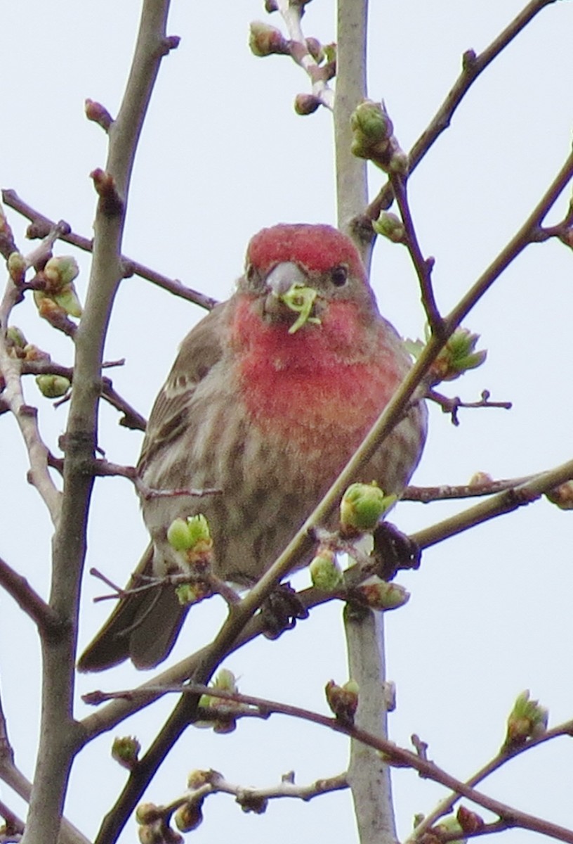 House Finch - ML215396231