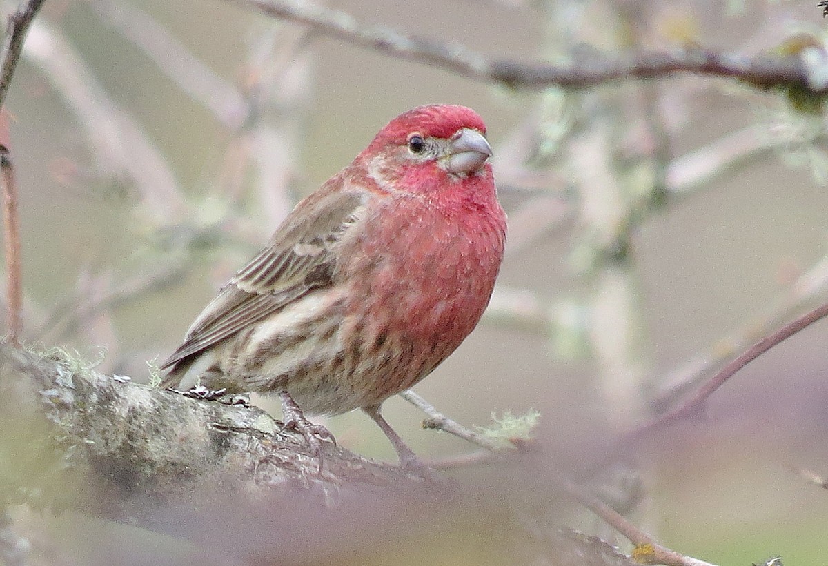 House Finch - ML215396601