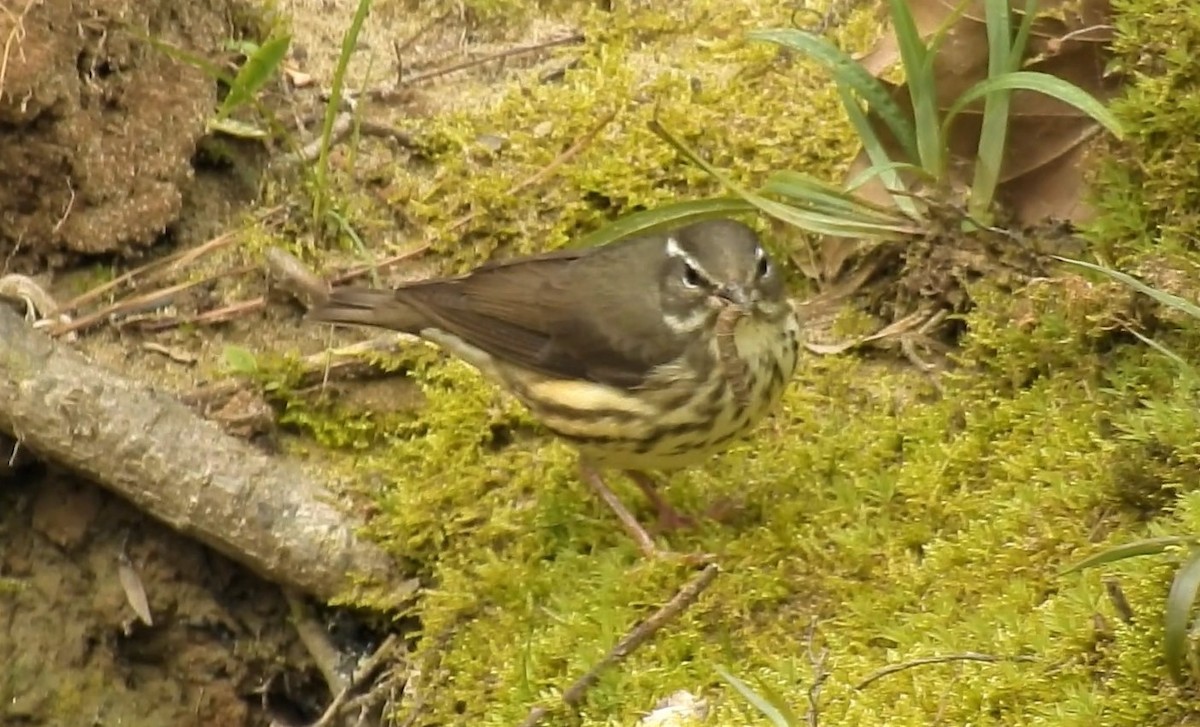 Louisiana Waterthrush - ML215396811