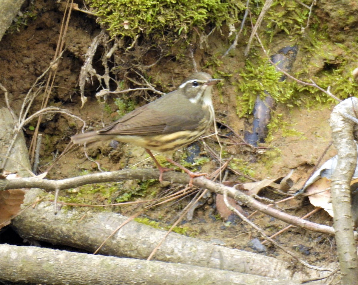 Louisiana Waterthrush - ML215396861