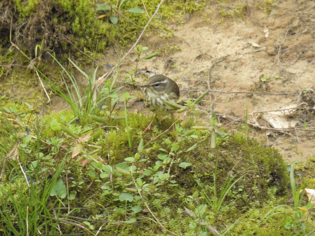 Louisiana Waterthrush - ML215396871