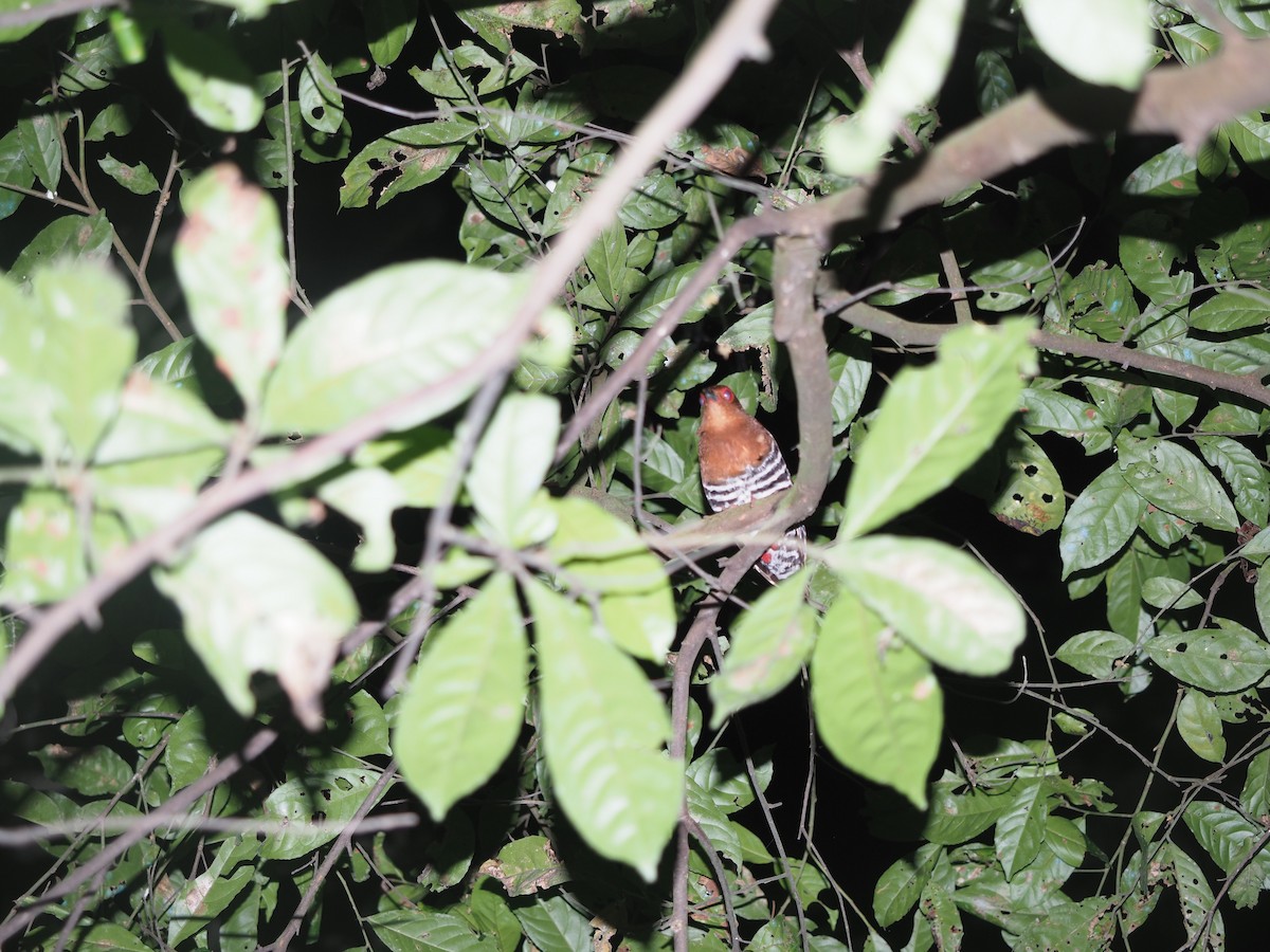 Red-legged Crake - ML215397171
