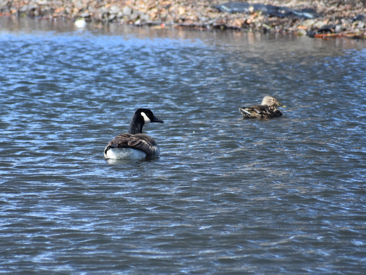 Canada Goose - ML215397211