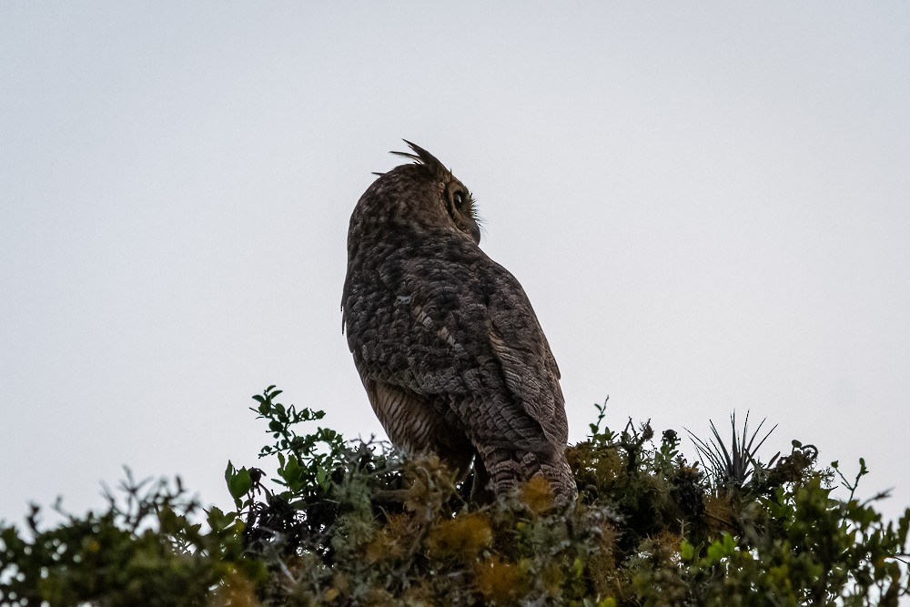 Great Horned Owl - ML215401571