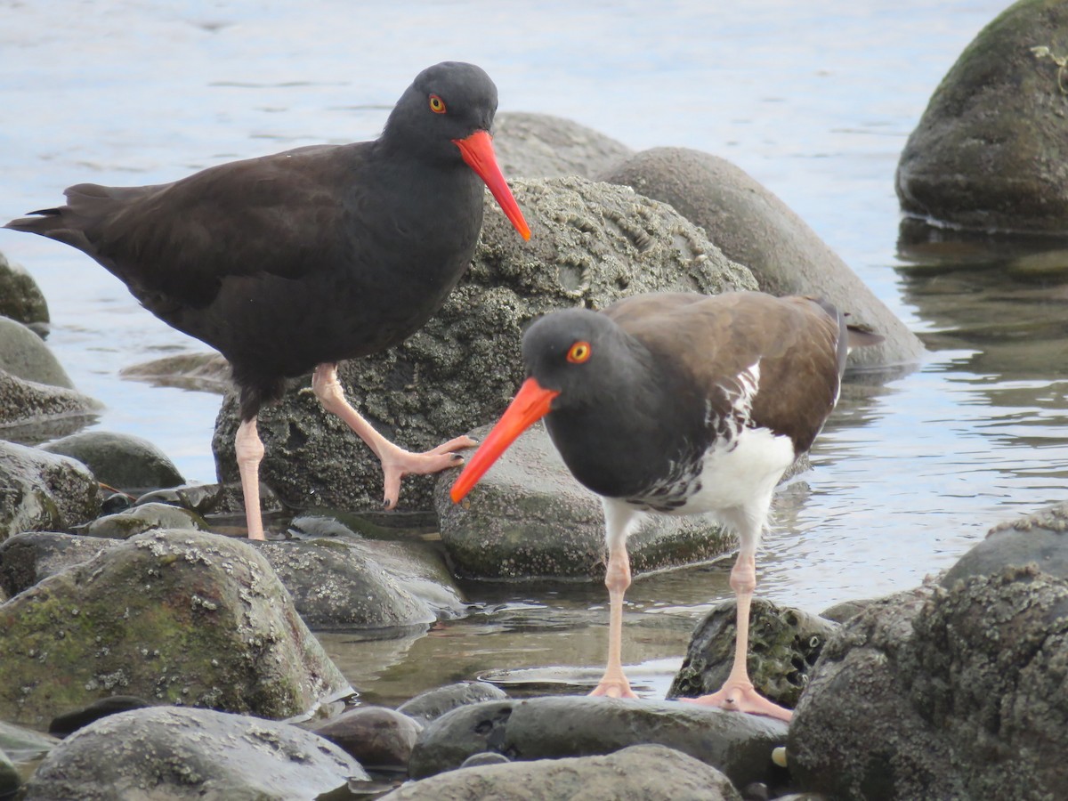 American Oystercatcher - ML215402261