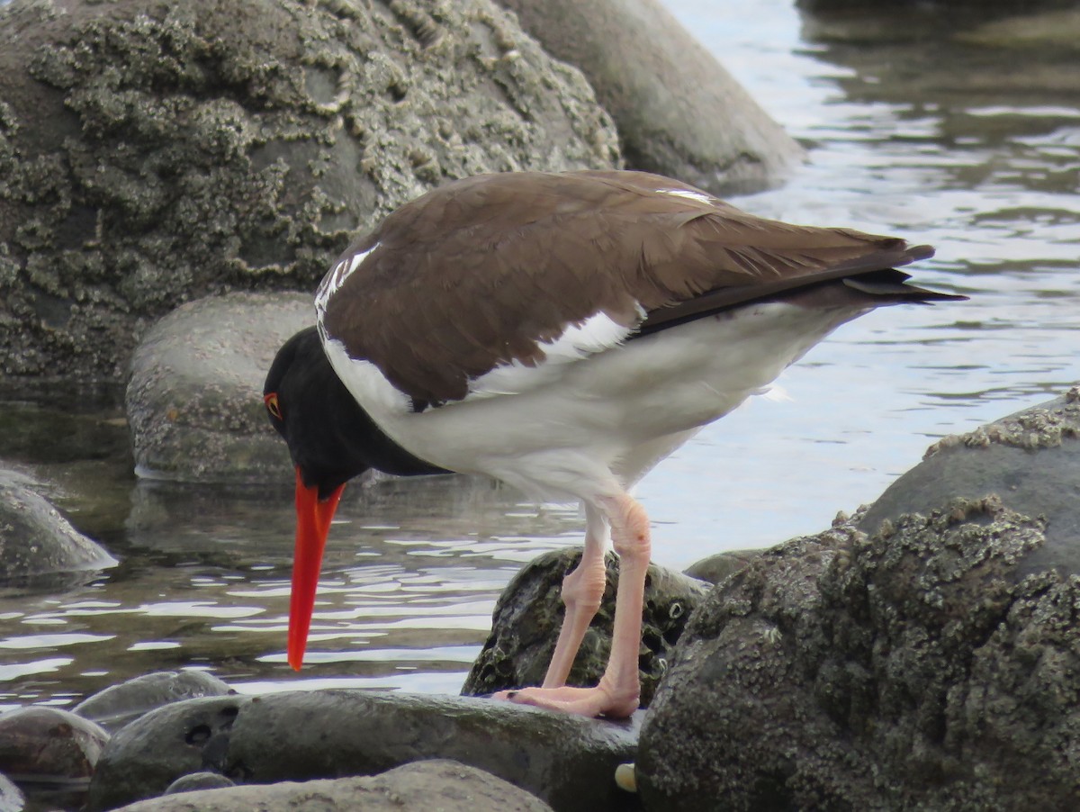 American Oystercatcher - ML215402281