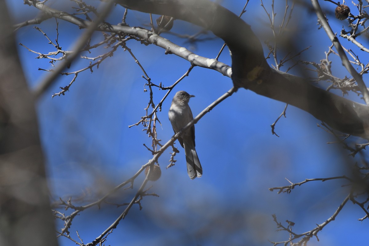 Northern Mockingbird - ML215402901