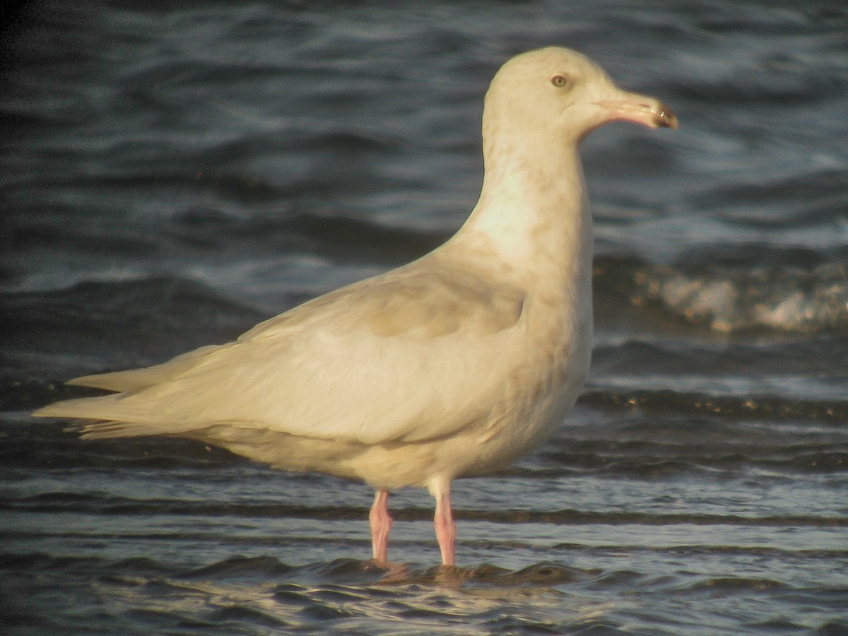 Glaucous Gull - ML21540321