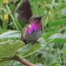 Wine-throated Hummingbird - ML21540441