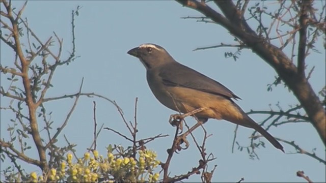 Pepitero Grisáceo del Amazonas - ML215404431