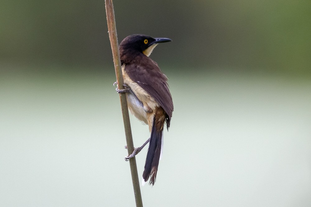 Black-capped Donacobius - ML215404681