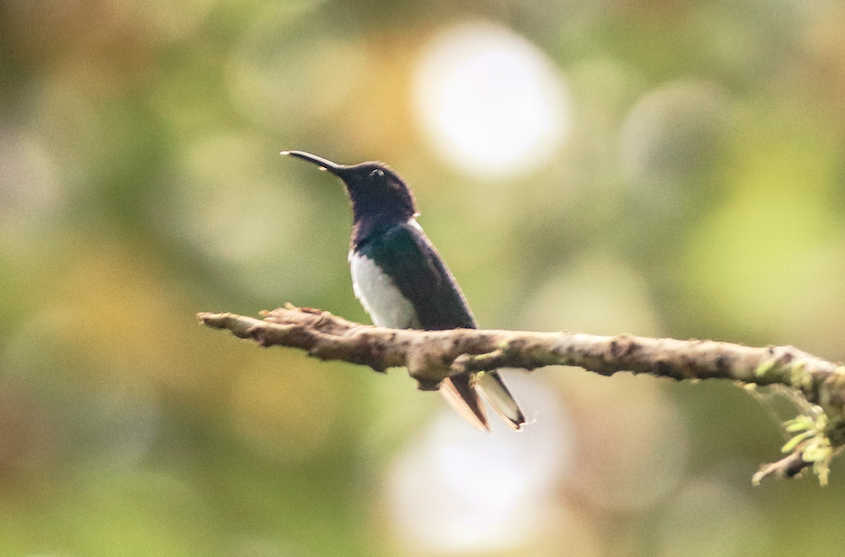 White-necked Jacobin - ML215405861