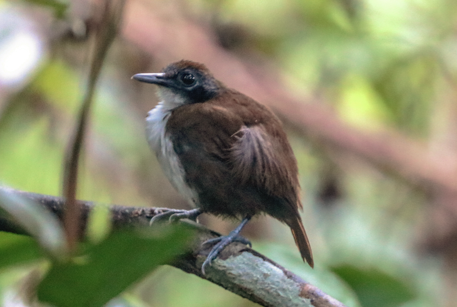 Hormiguero Bicolor - ML215405881