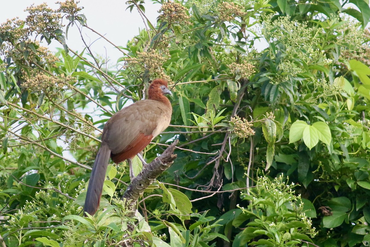 Rufous-headed Chachalaca - ML215406361