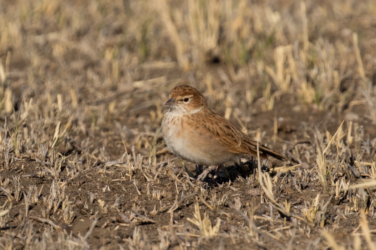 Fawn-colored Lark (Fawn-colored) - ML215406371