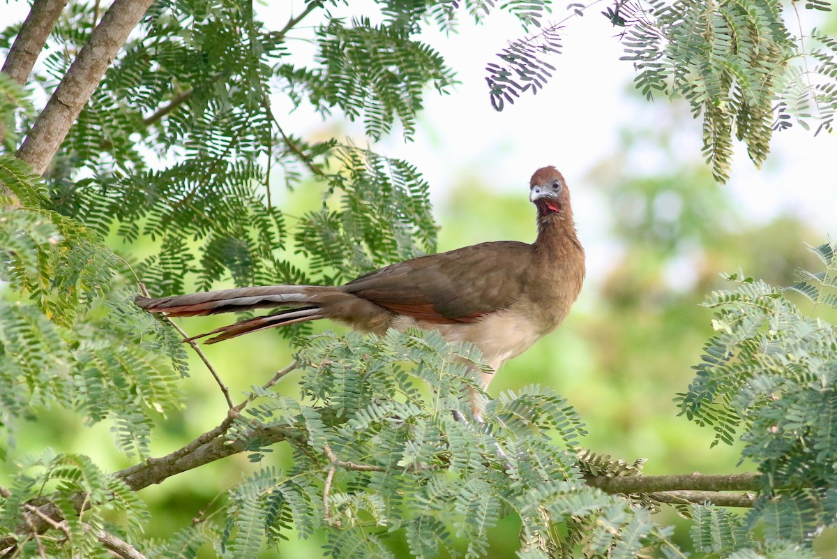 Rufous-headed Chachalaca - ML215406411