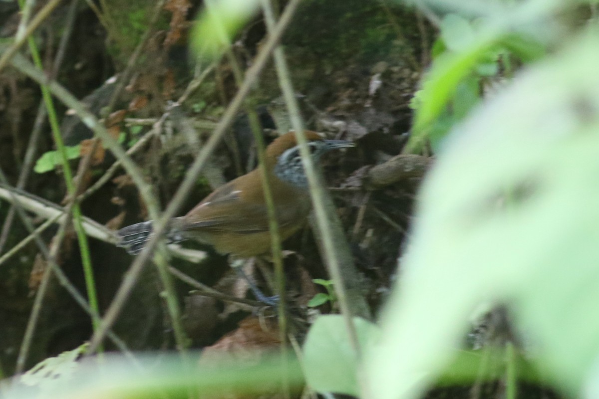 Speckle-breasted Wren (Speckle-breasted) - Anton Liebermann