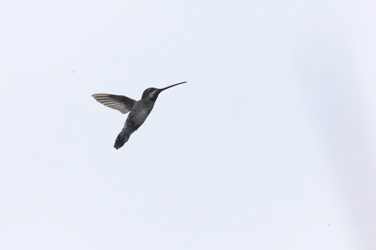 Long-billed Starthroat - ML215407241