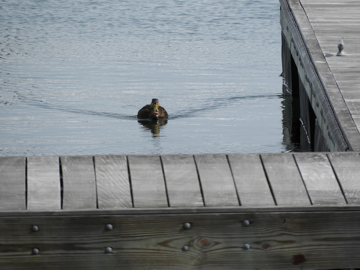American Black Duck - ML215407631