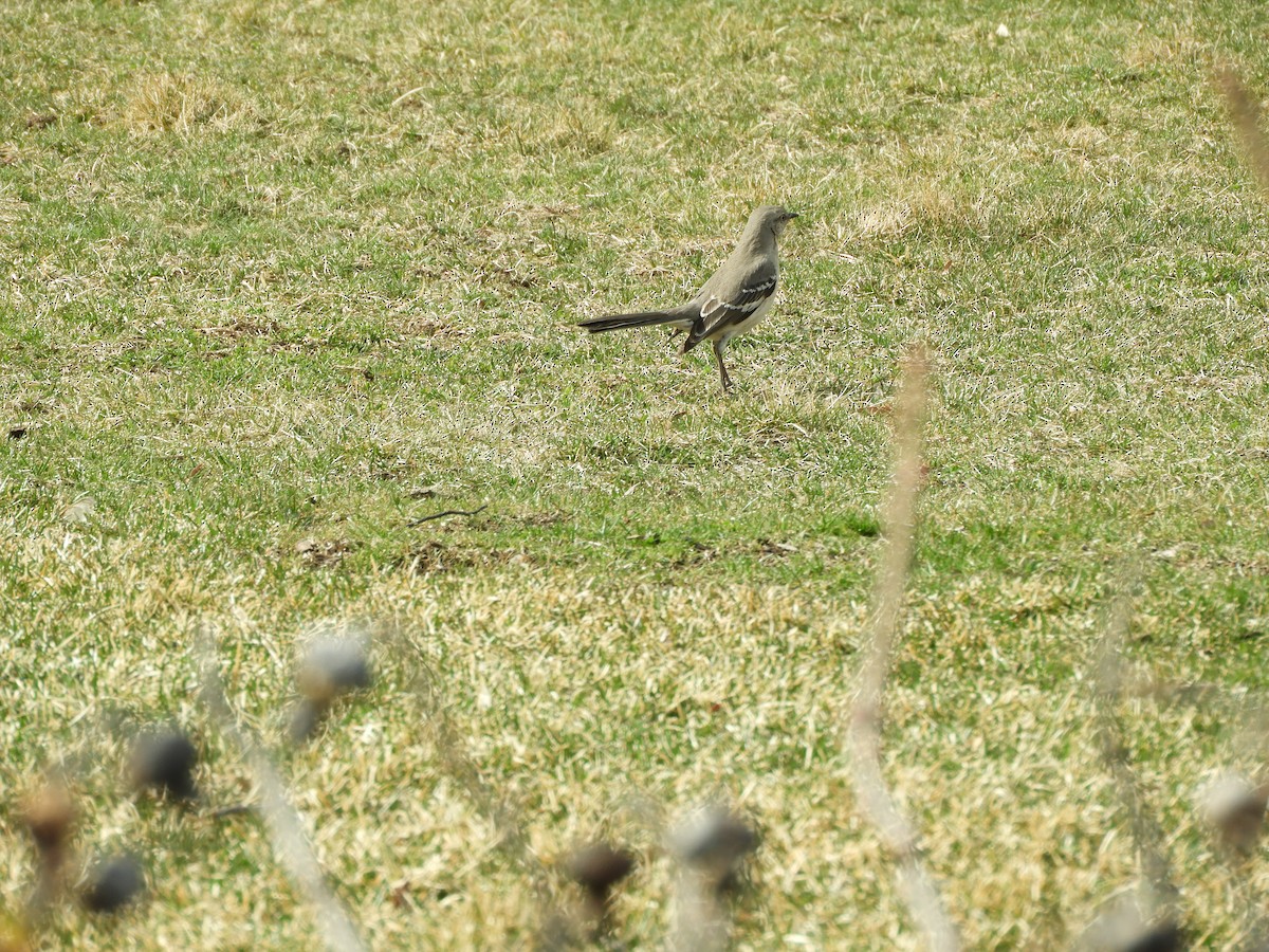 Northern Mockingbird - ML215407701