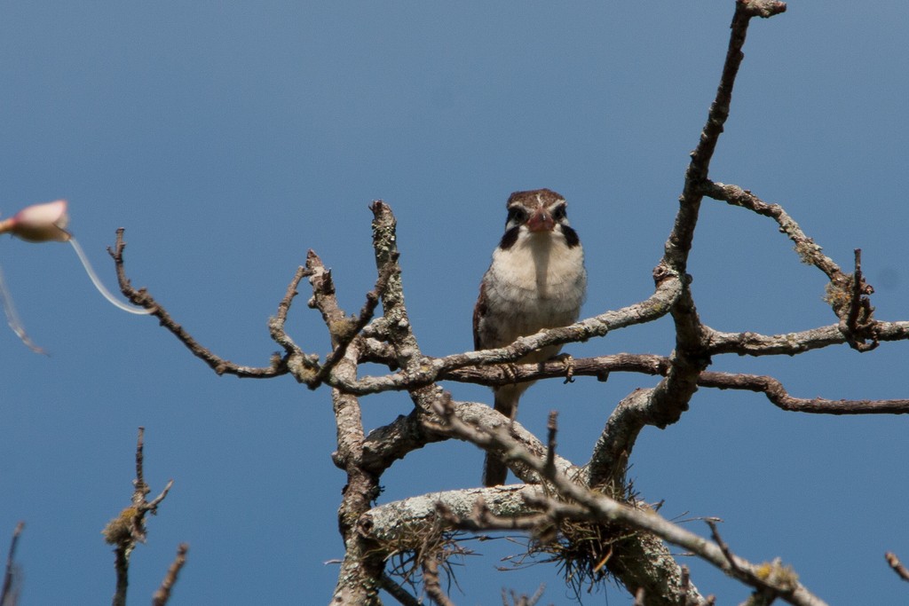 White-eared Puffbird - ML215408291