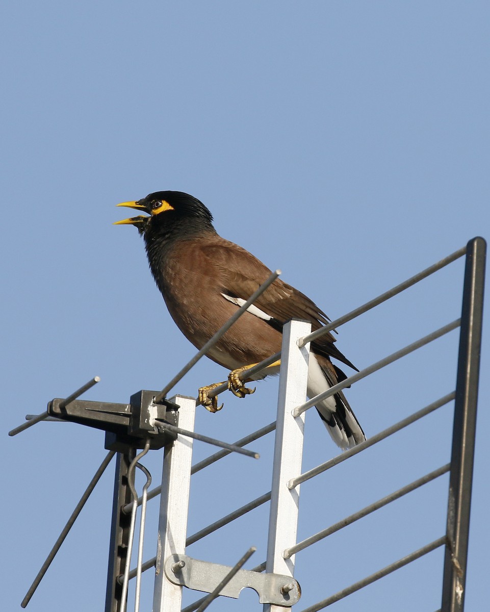 Common Myna - Jan Andersson