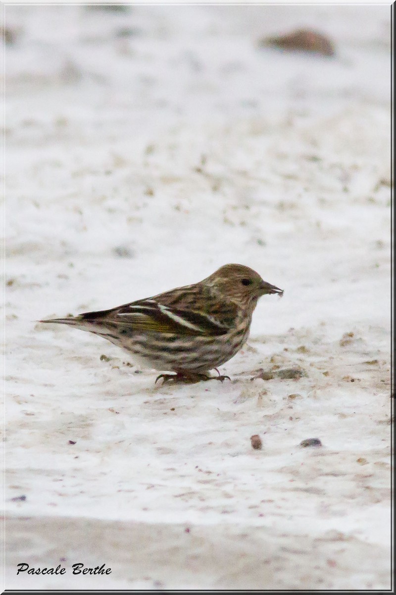 Pine Siskin - ML215410291