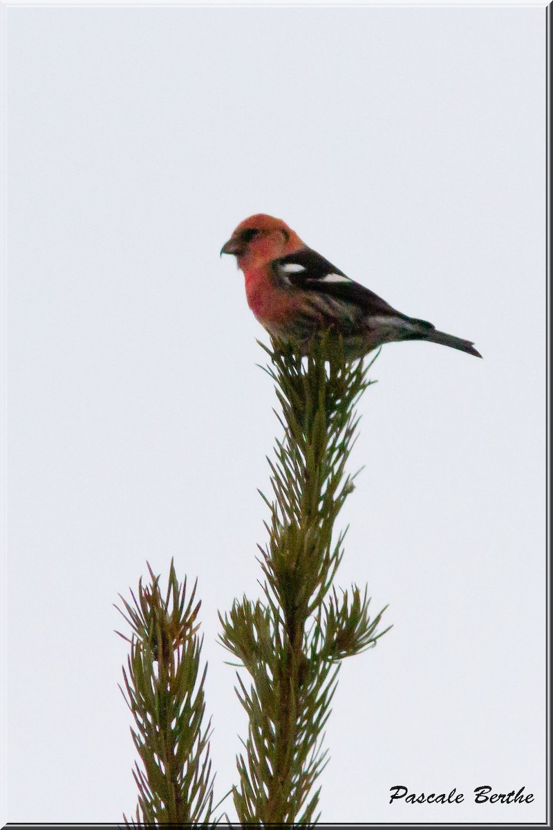 White-winged Crossbill - ML215412071