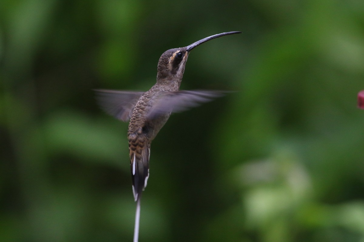 Long-billed Hermit (Baron's) - ML215412241