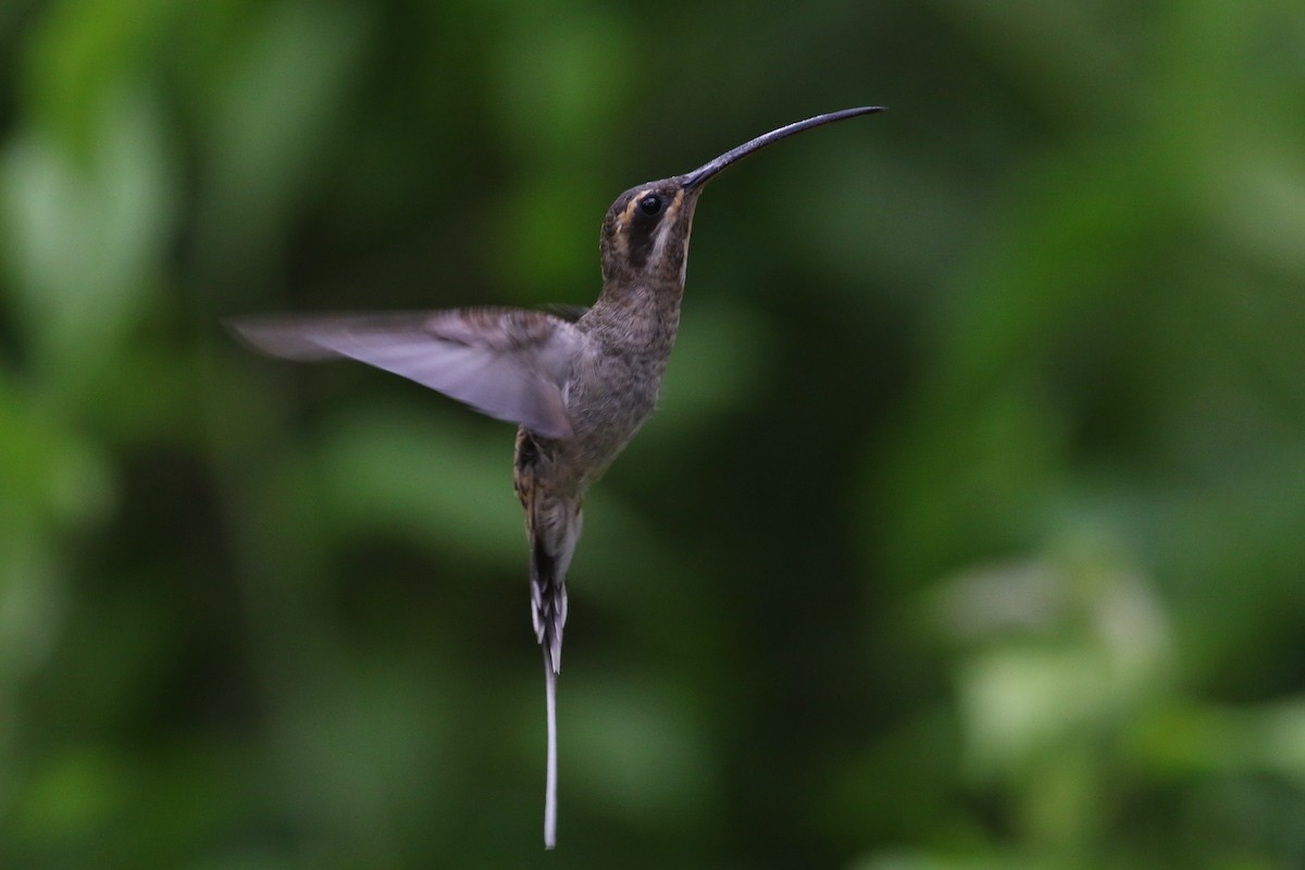 Long-billed Hermit (Baron's) - ML215412251