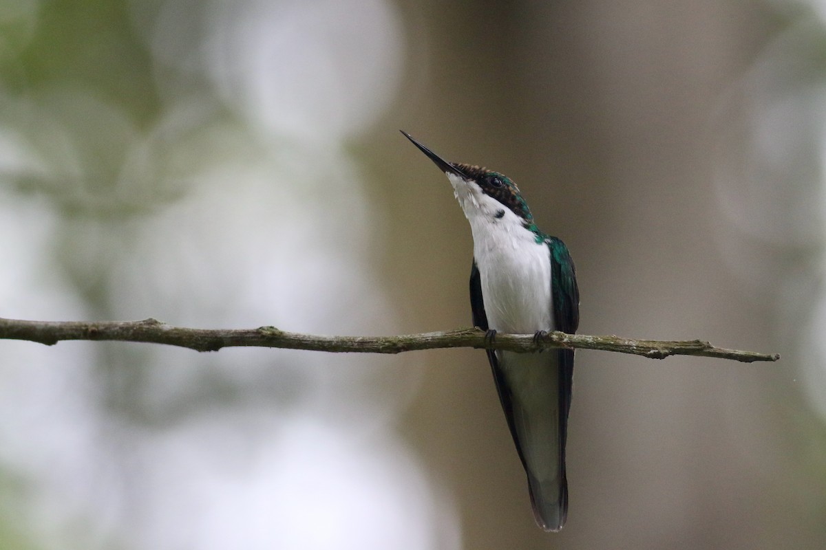 Colibri féérique - ML215412551