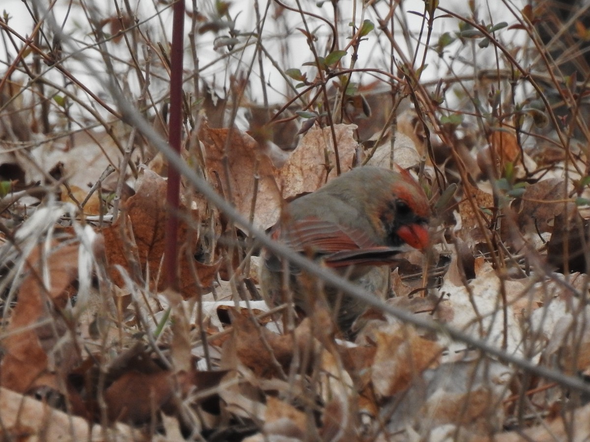 Northern Cardinal - ML215413001