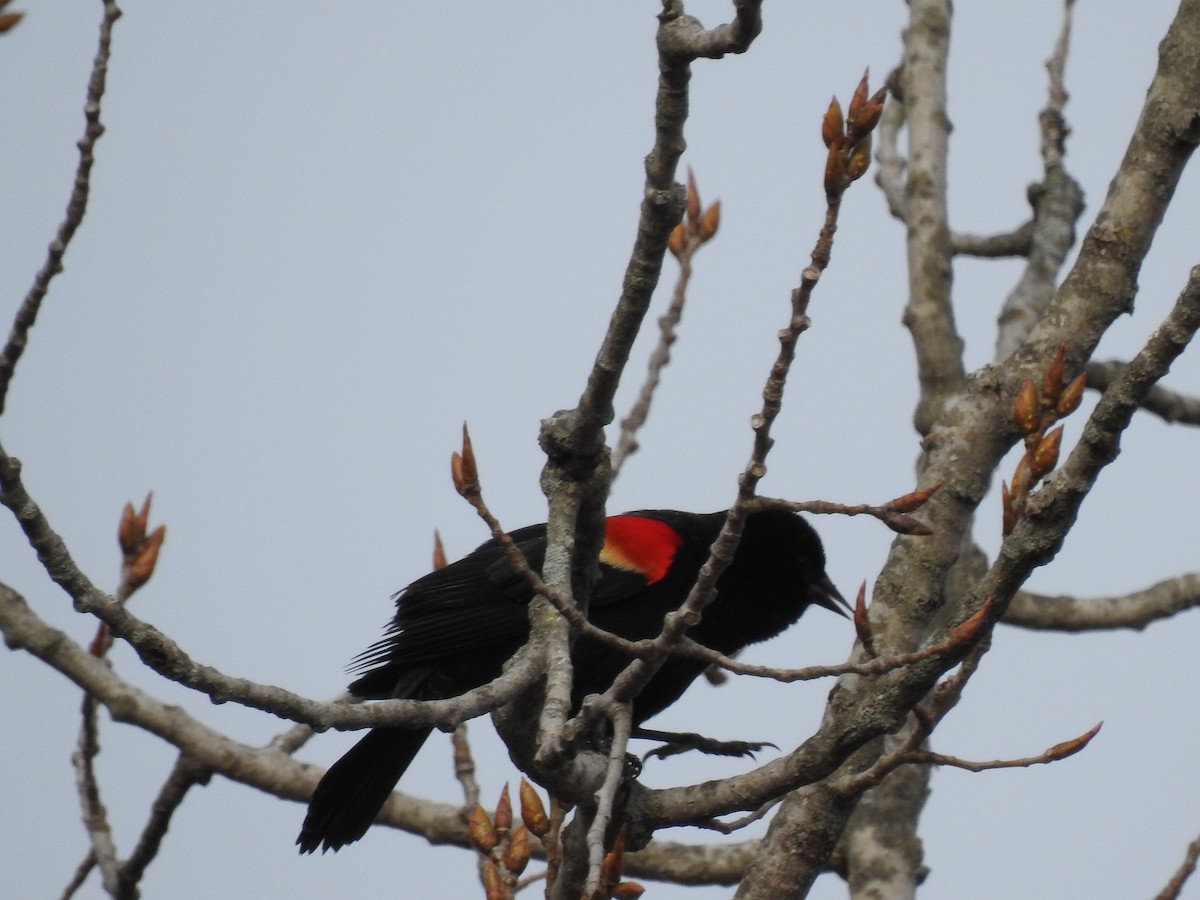 Red-winged Blackbird - ML215413021