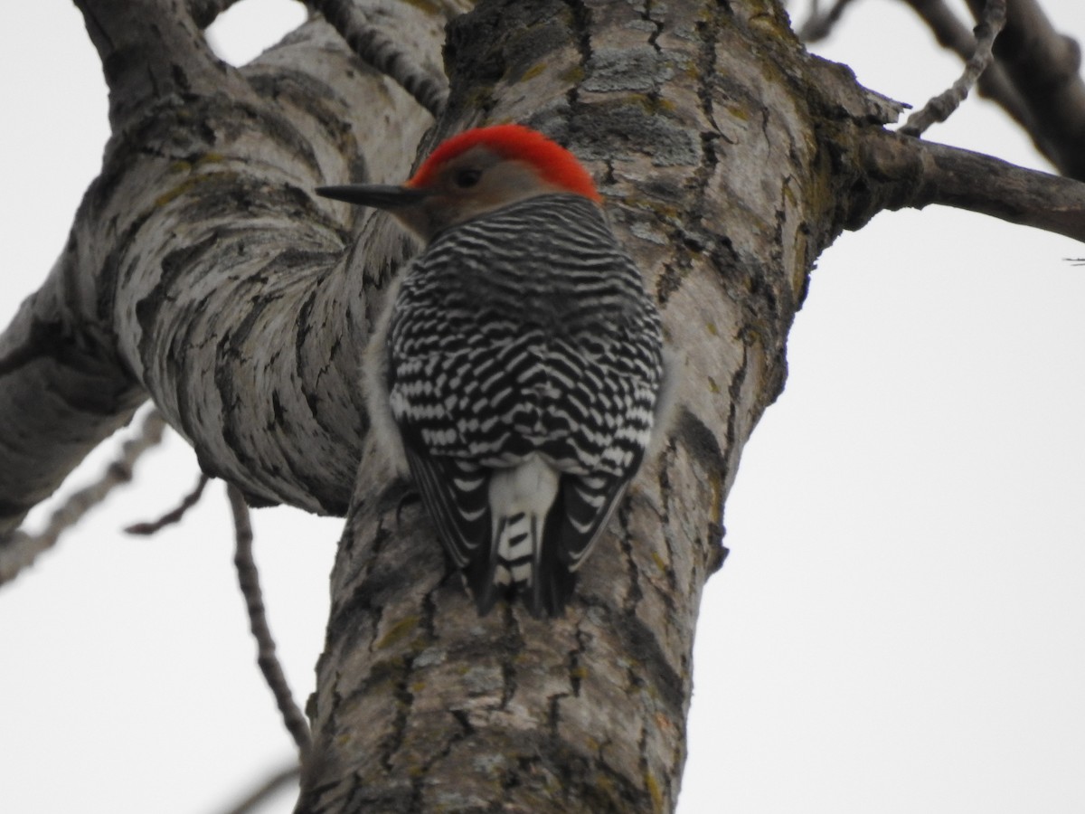 Red-bellied Woodpecker - ML215413271