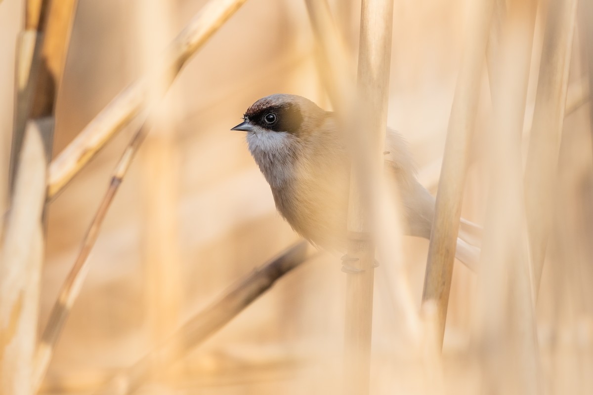 Rémiz penduline - ML215413401