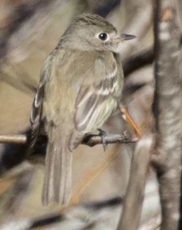 Least Flycatcher - ML21541341