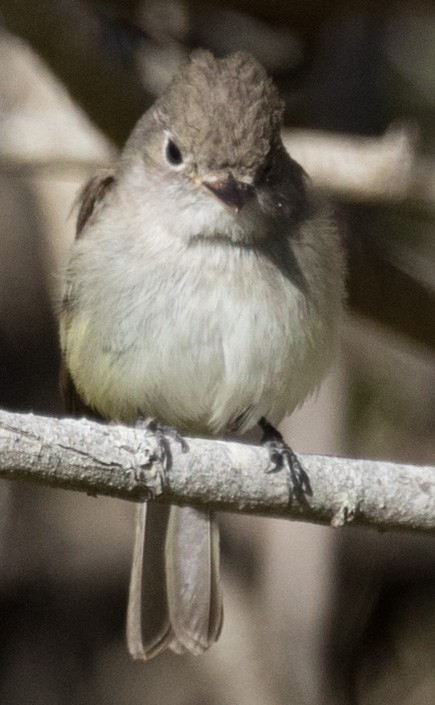 Least Flycatcher - ML21541351