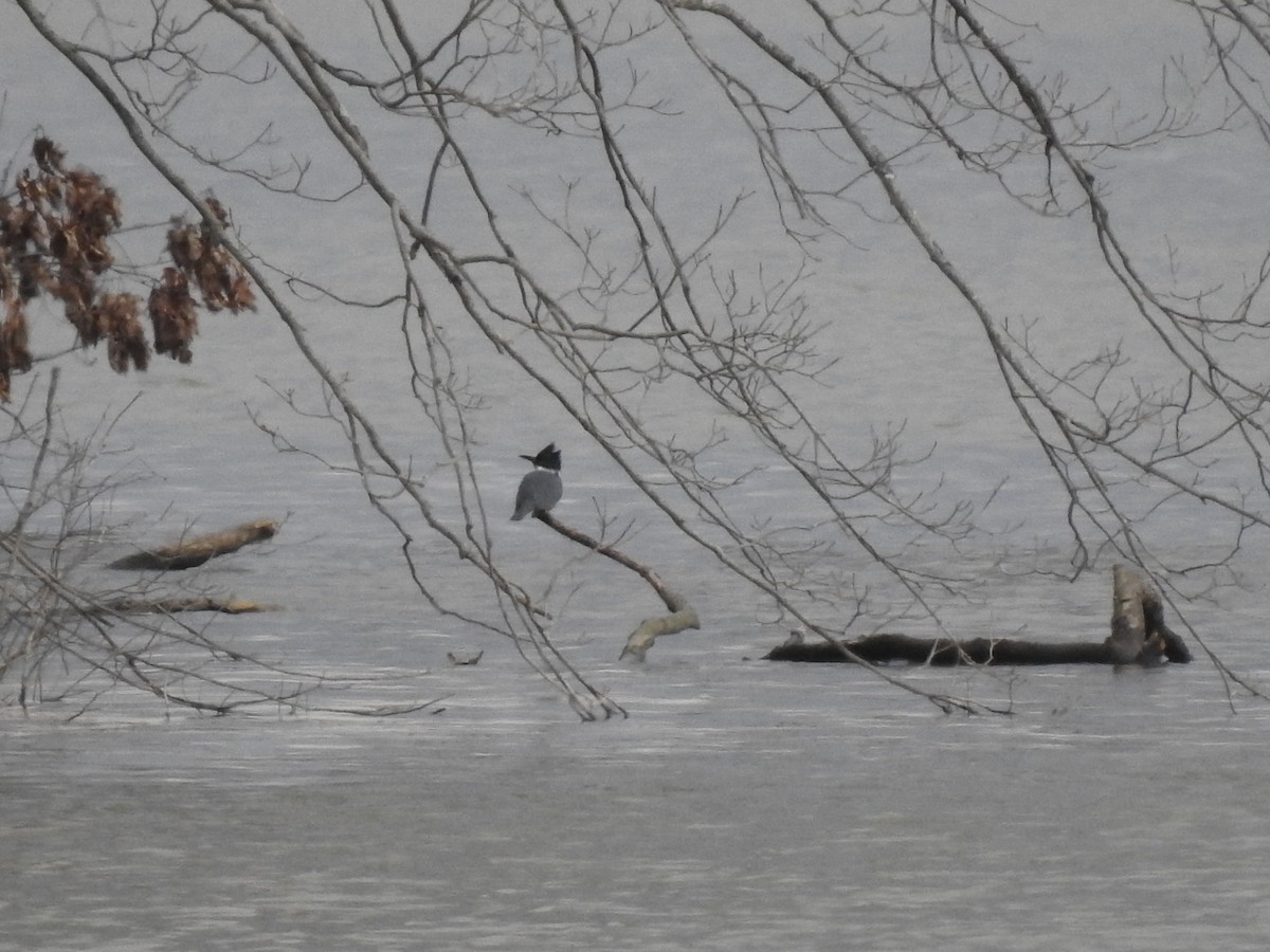 Belted Kingfisher - ML215413571