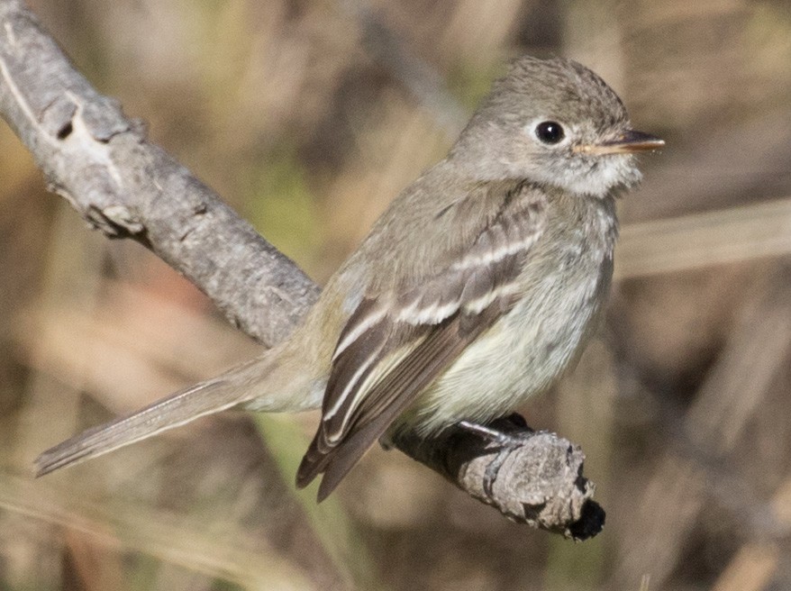 Least Flycatcher - ML21541361