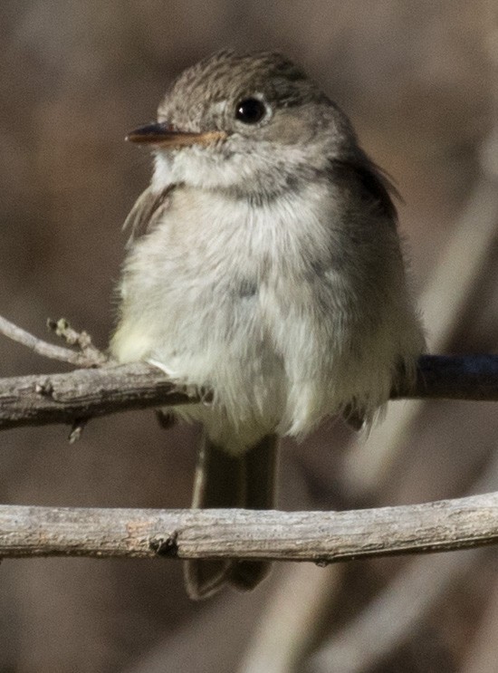 Least Flycatcher - ML21541371