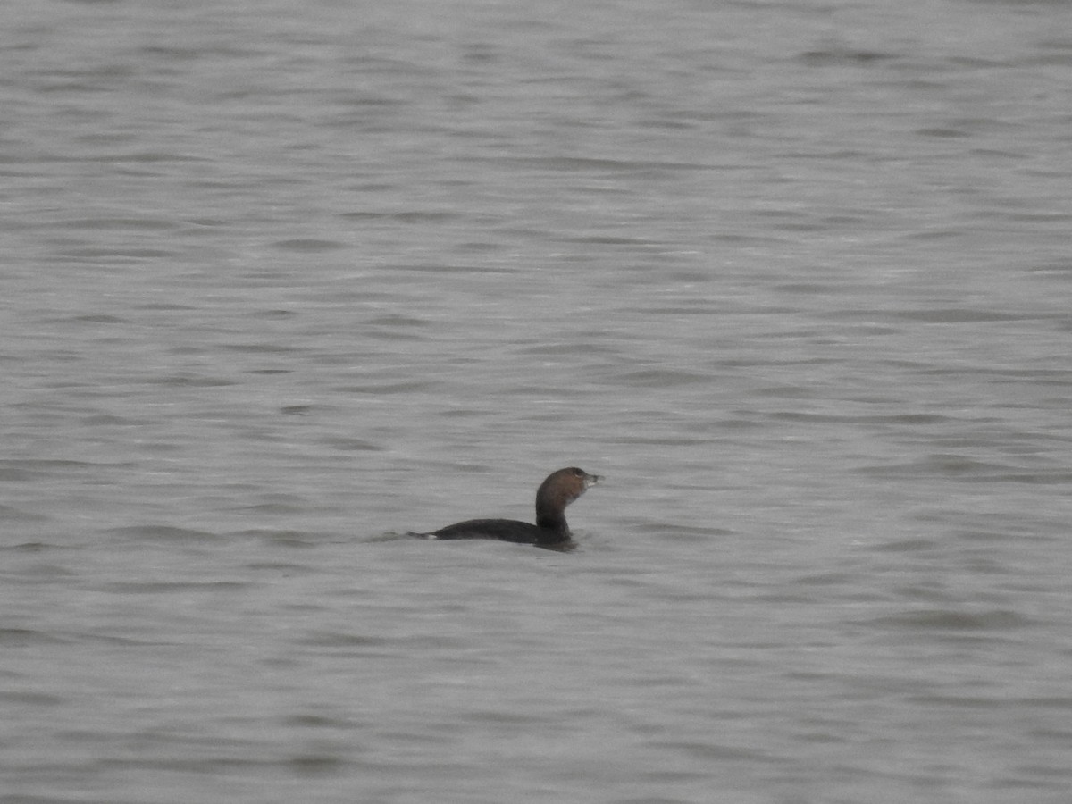 Pied-billed Grebe - ML215413761
