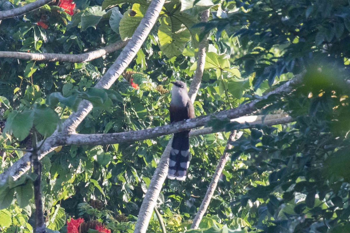 Chestnut-bellied Cuckoo - ML215414431